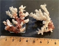 2 pieces of coral