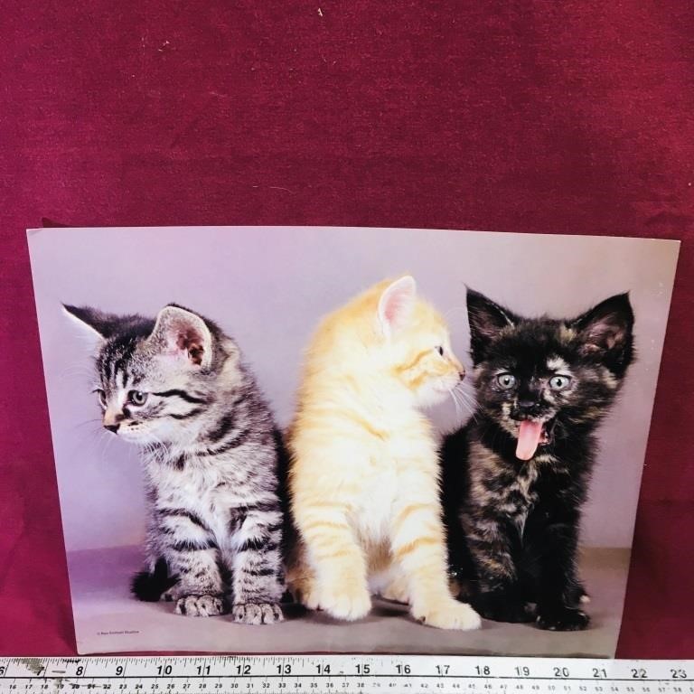 Kittens Photo Print (11" x 13 3/4")