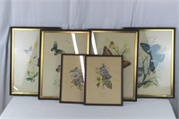 6 Vtg. Flower & Butterfly Lithos & Watercolors