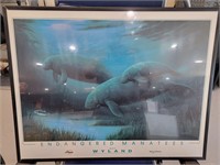 Manatee Framed Poster