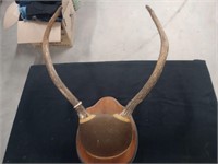 Spiked Elk Antlers