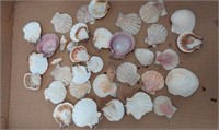 Beautiful assorted seashells. Would make