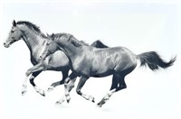 LARGE FORMAT ACRYLIC HORSE PRINT