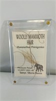Woolly Mammoth hair