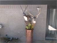Black Buck Antelope/Axis Mount on wooden stand