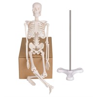 $23  Mini Human Skeleton  17 with Removable Parts