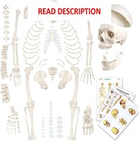 $116  Evotech 67 inch Human Skeleton Model