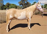 (NSW) JAZZY - WELSH B X PAINT FILLY