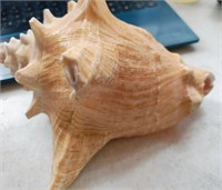 vtg LARGE QUEEN CONCH SHELL, 7" LONG  X 5" TALL