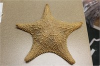 Large Starfish Texidermy