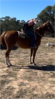 (VIC) BOBBY - STOCK HORSE GELDING