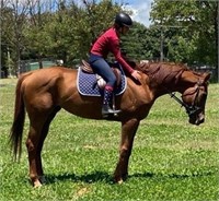 (NSW) TIPPY - THOROUGHBRED MARE