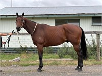 (VIC) CLAREY - THOROUGHBRED GELDING