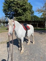 (VIC) MIST - CLYDIE X PERCHERON MARE