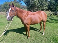 (NSW) ARLO - QH MARE