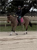 (VIC) PETIT BEURRE - THOROUGHBRED MARE