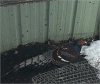 Male-Humes Bartail Pheasant-Mature