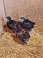 Unsexed-3 Chocolate Orpington Chicks-8 weeks