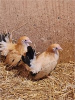 2 Hens-Black Tailed Buff Japanese Bantams-11 weeks