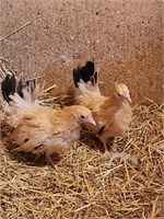 2 Hens-Black Tailed Buff Japanese Bantams-11 weeks
