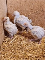 Unsexed-3 Isabel Orpington Chicks-8 weeks