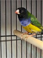 Male-Gouldian FInch-Melanistic VERY RARE