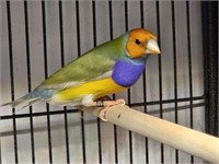 Pair-Gouldian Finch-Euro size birds