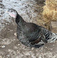 Hen-Ridley Bronze Turkey-2 years, friendly