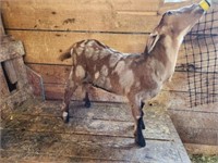 Doeling-Nubian Goat-Dapple, bottle baby, disbudded
