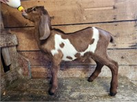 Buckling-Nubian Goat-horned, bottle baby