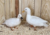 Pair-Call Ducks-Silver hen, white drake