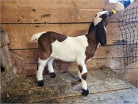 Buckling-Nubian Goat-Bottle baby, disbudded