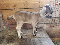 Buckling-Nubian Goat-Bottle baby, disbudded