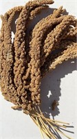 25 Strands Large Spray Millet