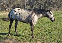 (VIC) HEAVENLY DIAMOND - APPALOOSA MARE