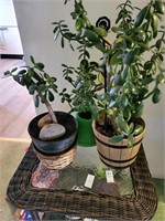 2 jade plants