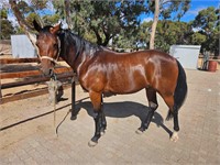 (SA) WOBBLES - STANDARDBRED GELDING