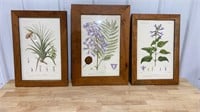 Three botanical prints