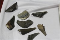 Lot of 8 Partial Megalodon Tooth