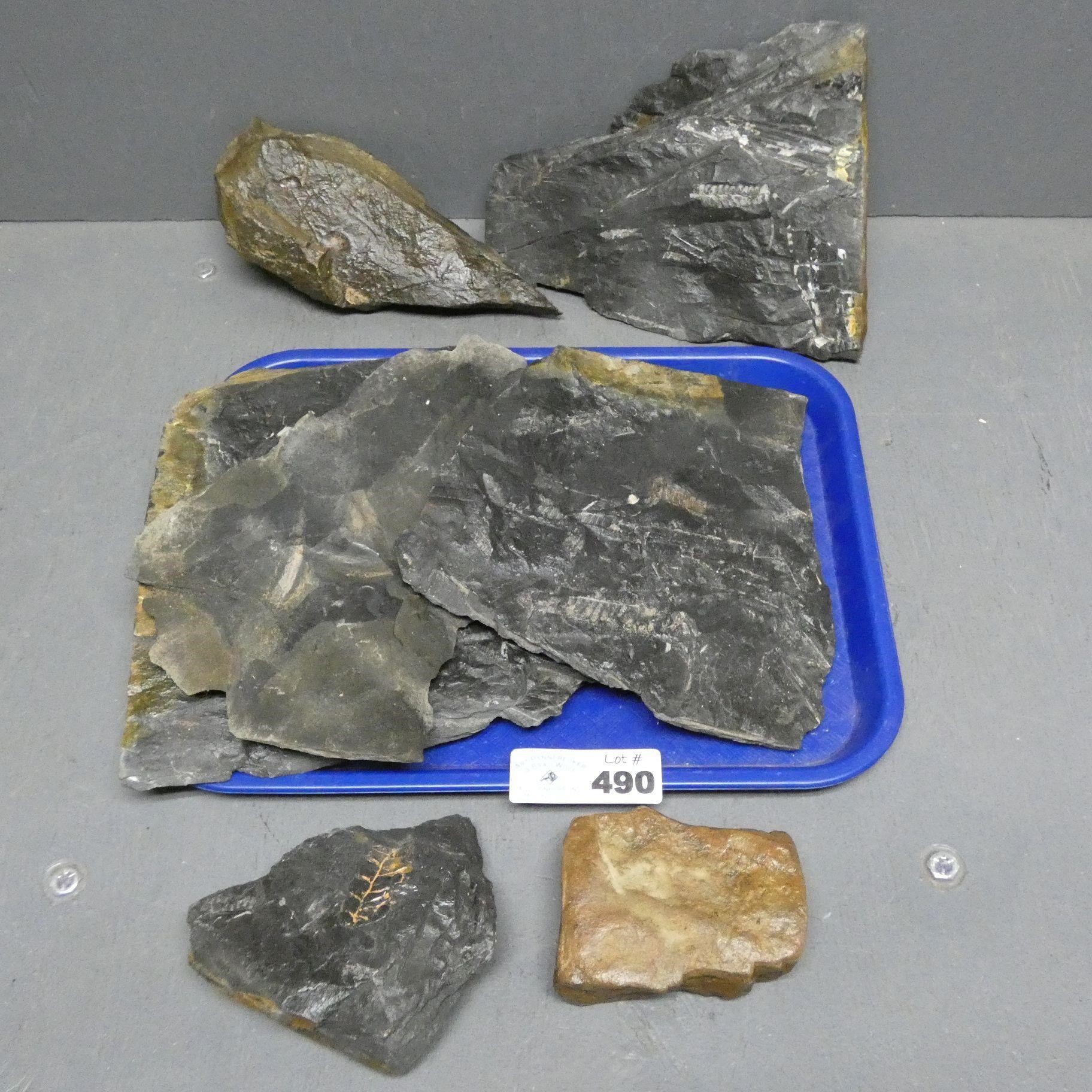 Fern Fossil Rocks