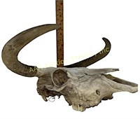 Horned Bull Skull in good condition, please see