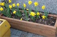 Daffodils w Planter 47"W 13"D 12"T