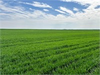 Farm #2: 80 +/- Acres | Productive Cropland