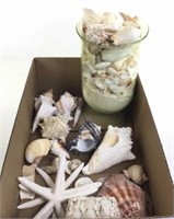 Assorted Nautical Seashells, Starfish
