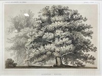 (4pc) Framed Art, Usprr Quercus Hindsii Etching