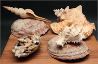 Collection of Large Sea Shells & Conch Shells