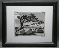 Ansel Adams "Jeffery Pine of Sentinel Dome" Print