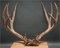 4x4 Point Mule Deer Rack