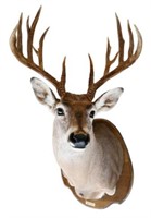Whitetail Deer Taxidermy Shoulder Mount
