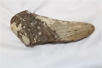 A Partial Megalodon Tooth